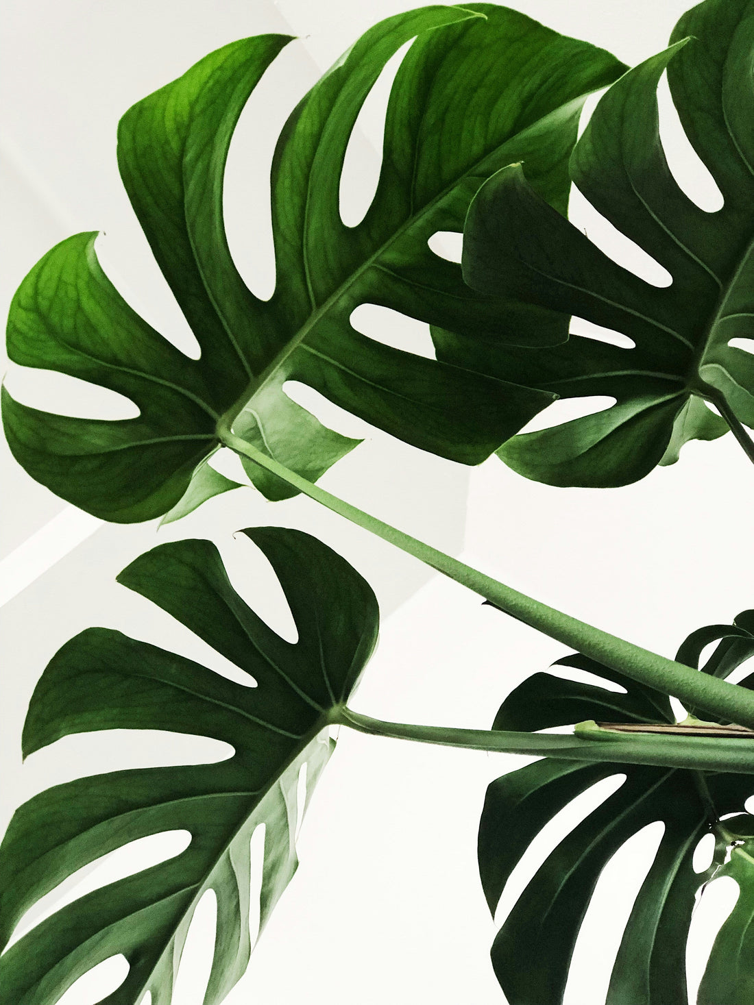 Monstera Care Guide