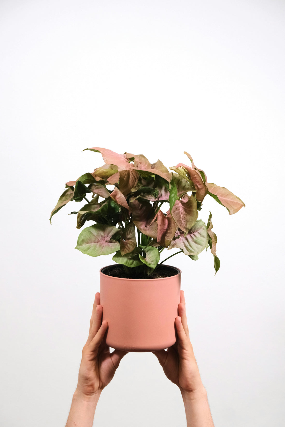 Syngonium Care Guide