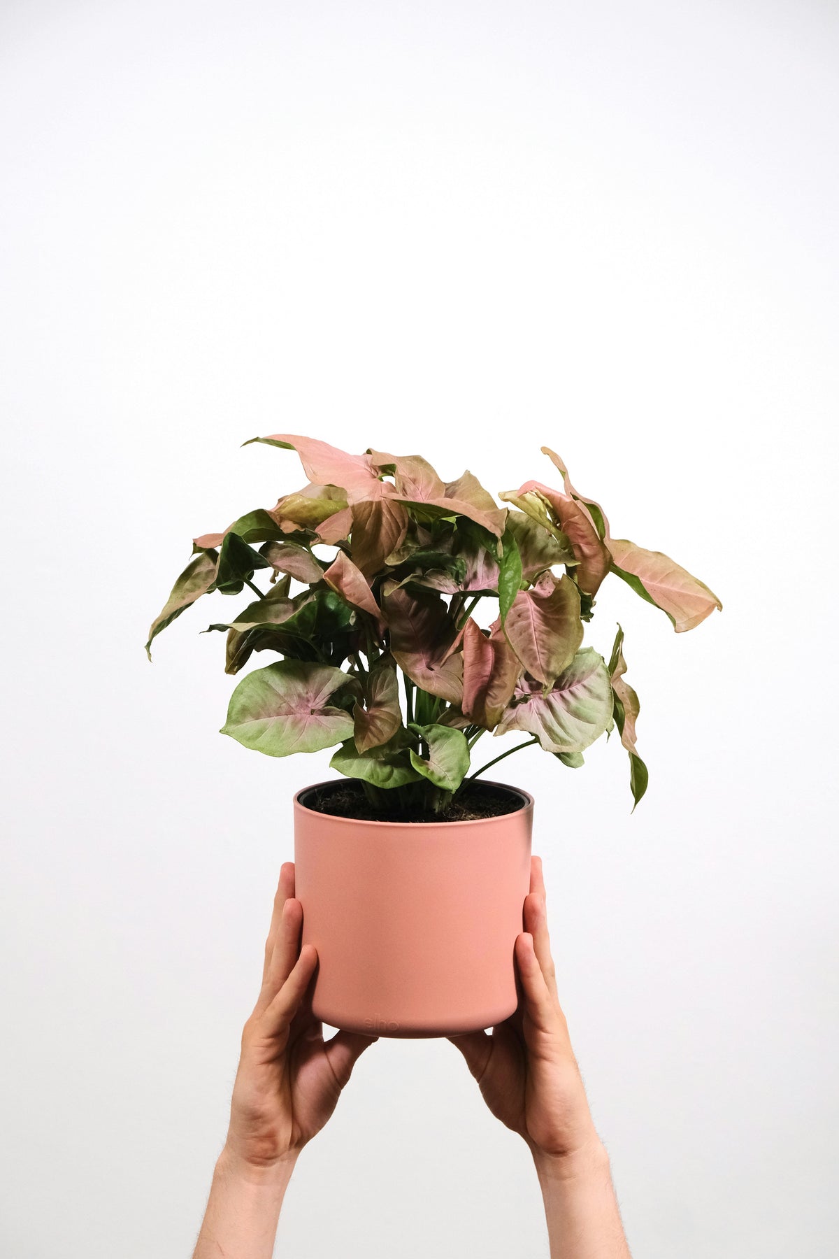 Syngonium Care Guide