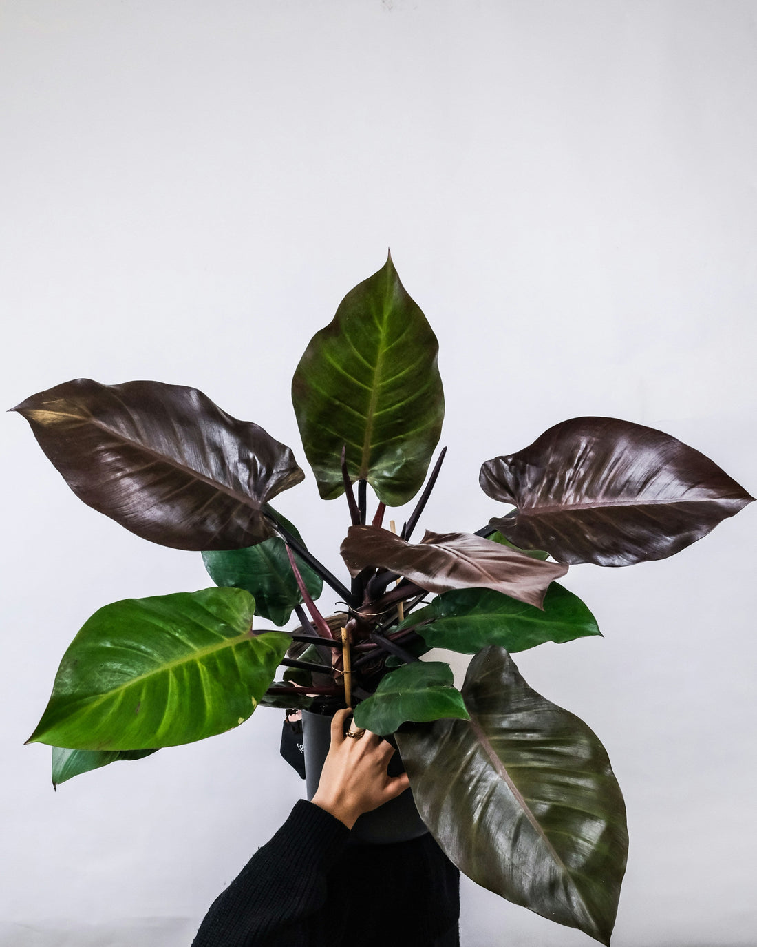 Philodendron Care Guide