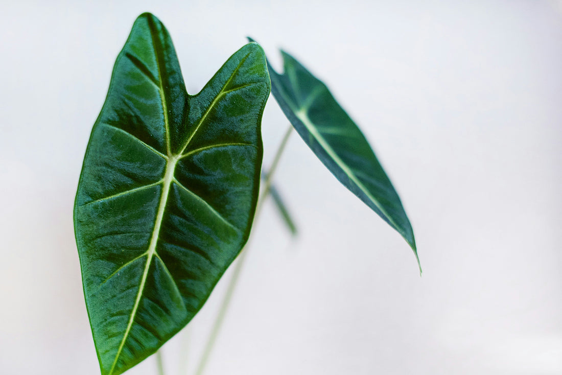 Alocasia Care Guide
