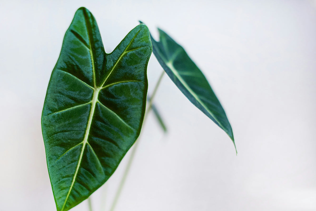 Alocasia Care Guide