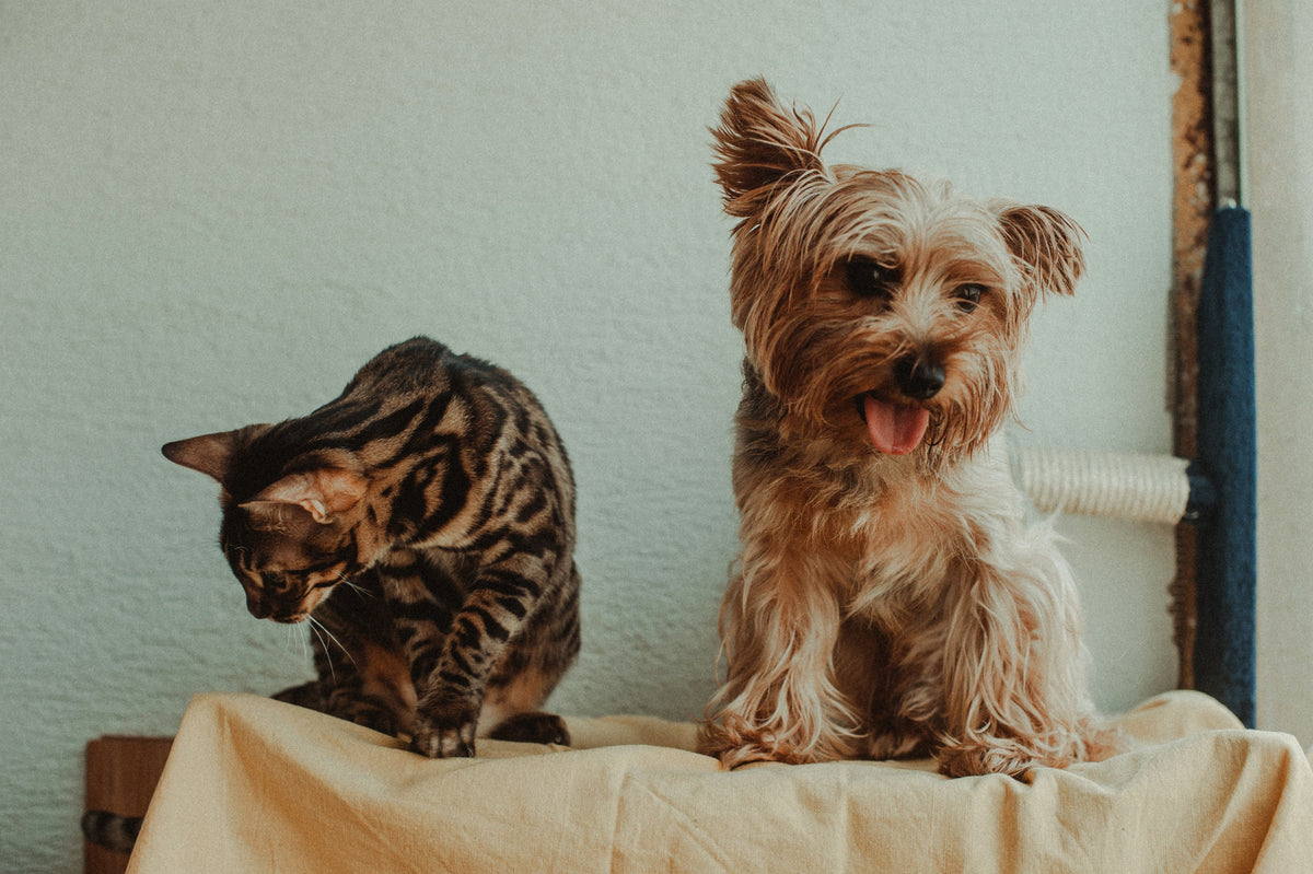 Pet Safe