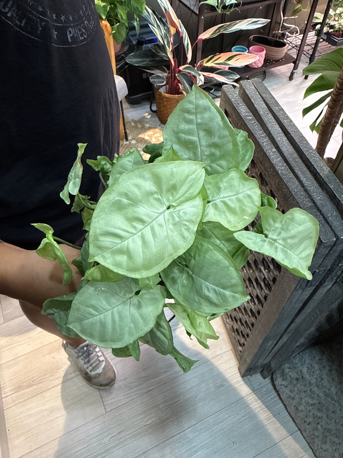 Syngonium Marble