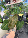 Philodendron Pink Princess x Billietae