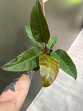 Philodendron Imperial Red