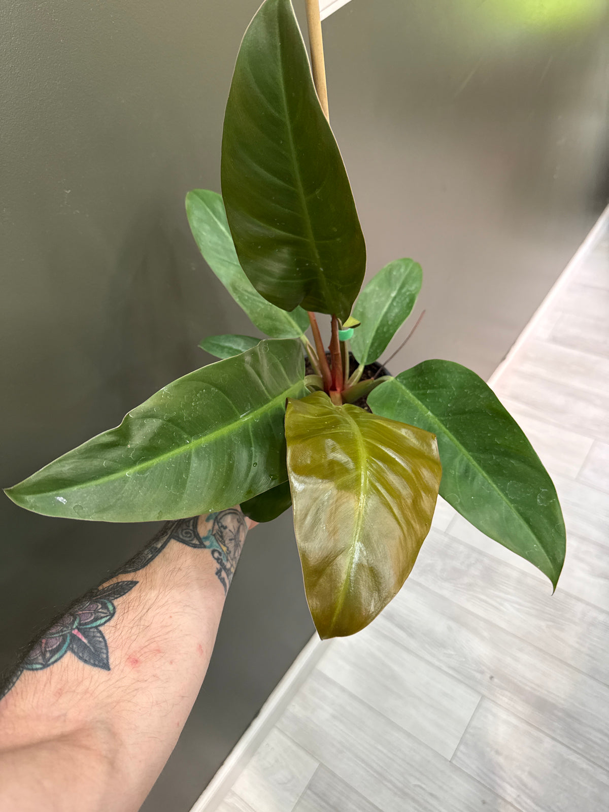 Philodendron Imperial Red
