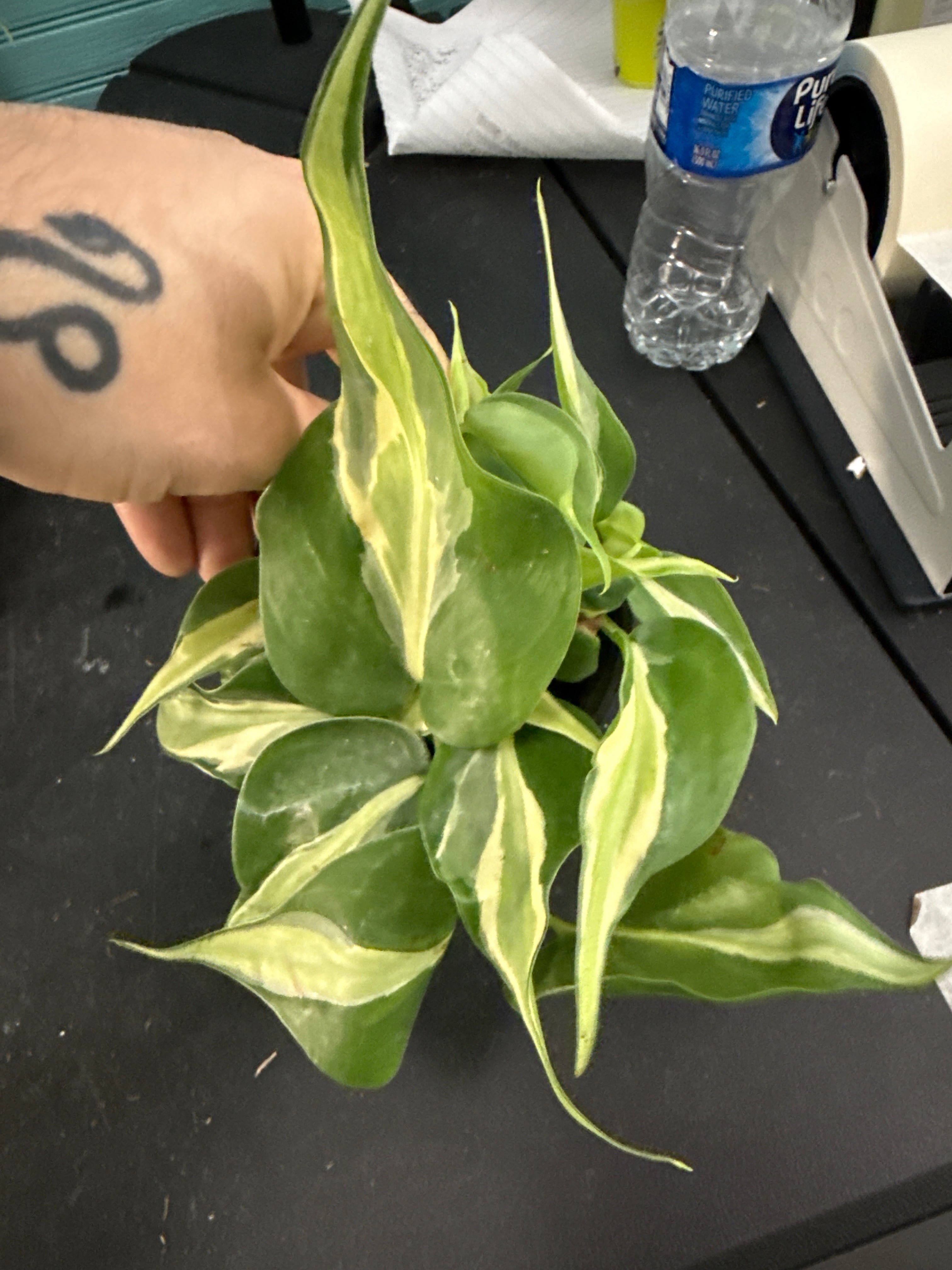 Philodendron Silver Stripe