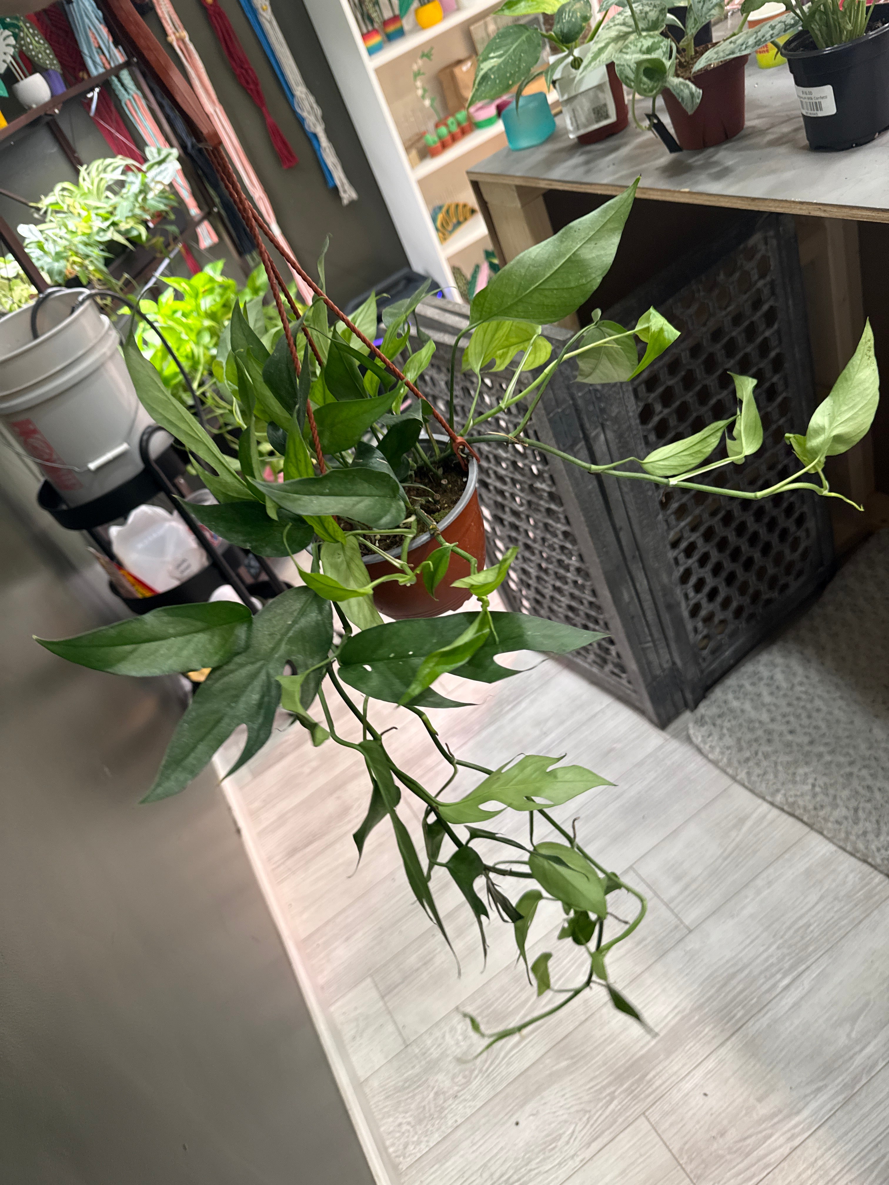 Baltic Blue Pothos