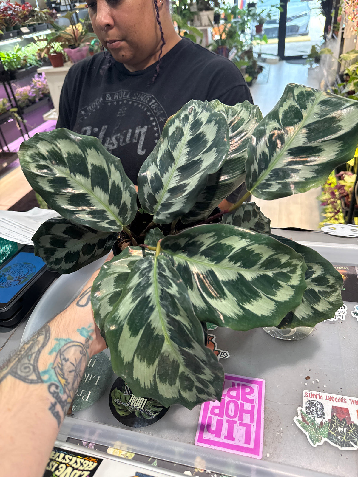 Calathea Helen Kennedy