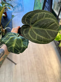 Anthurium Michelle x RVDP