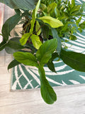 Philodendron Bette Waterbury