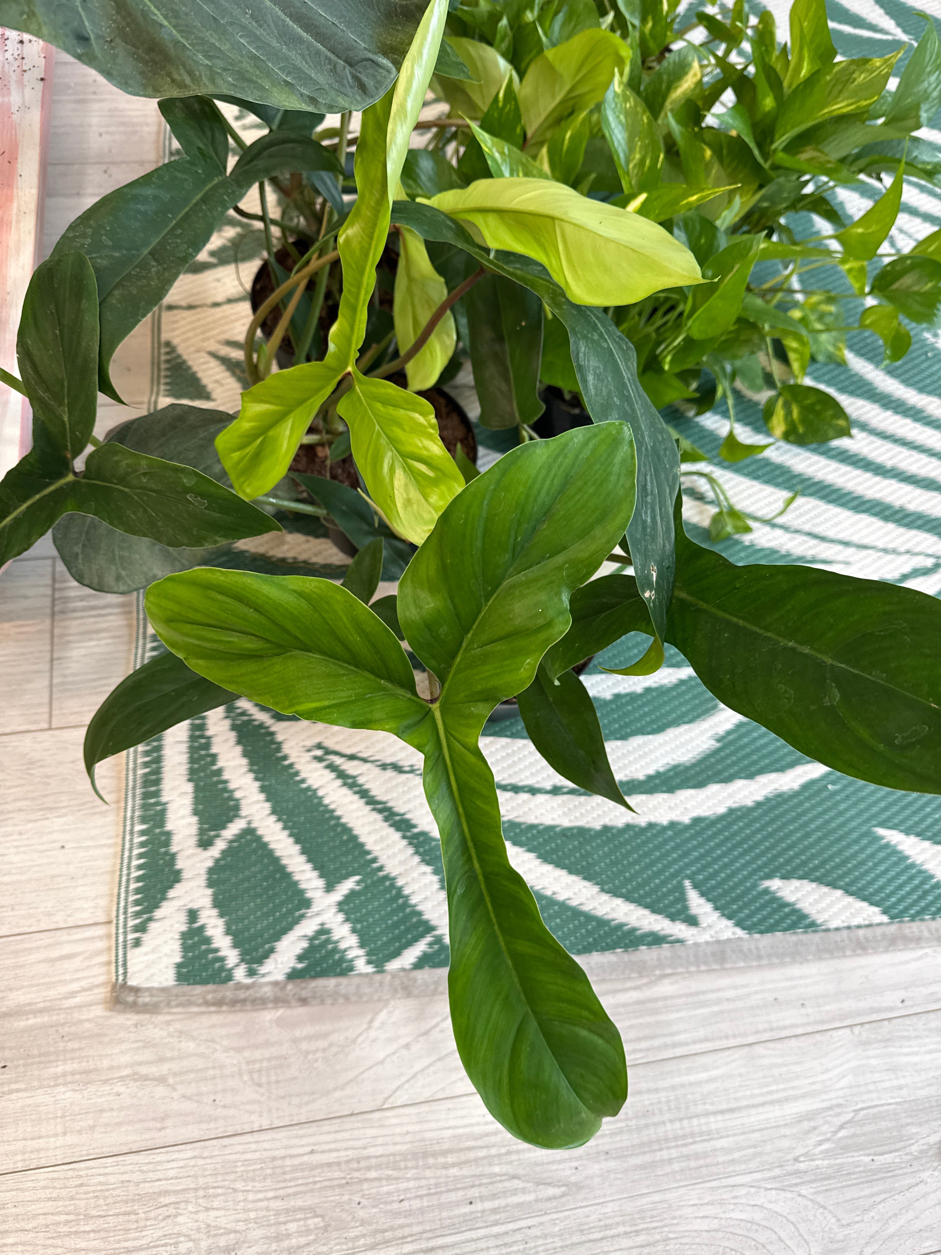Philodendron Bette Waterbury