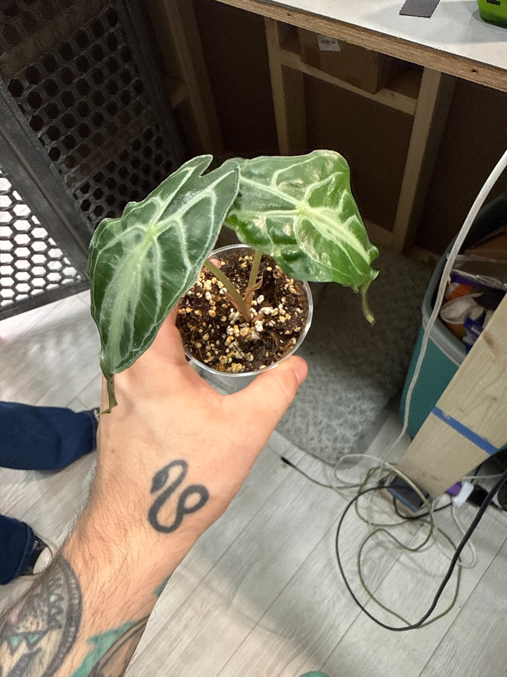 Alocasia Venom
