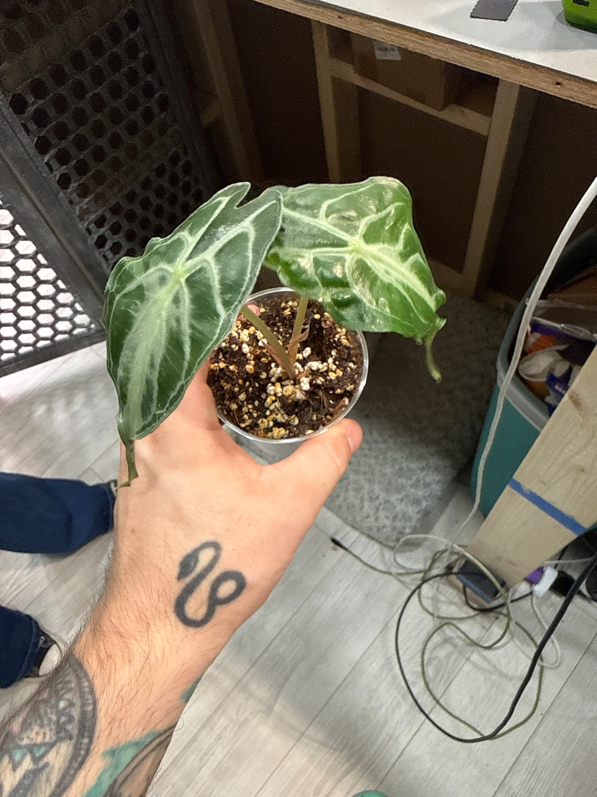Alocasia Venom
