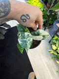 Alocasia Dragon Scale Albo
