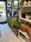 Anthurium Silver Blush