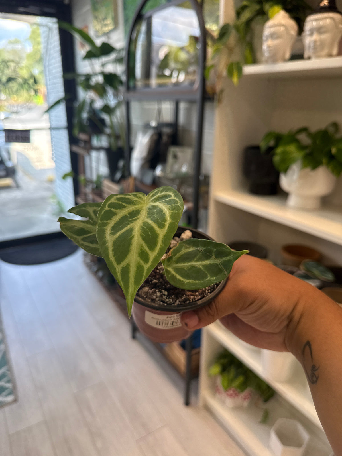 Anthurium Silver Blush