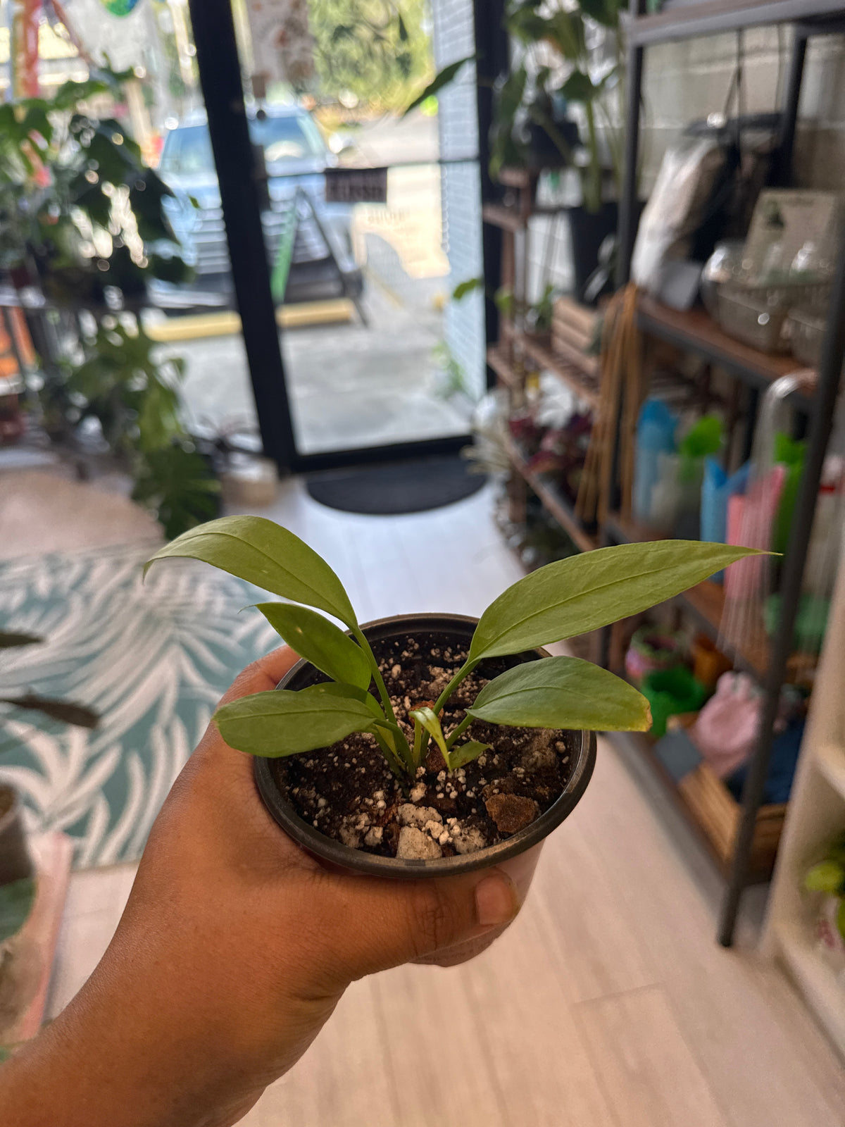 Anthurium Vittarifolium