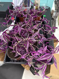 Tradescantia Zebrina “Pink Paradise”