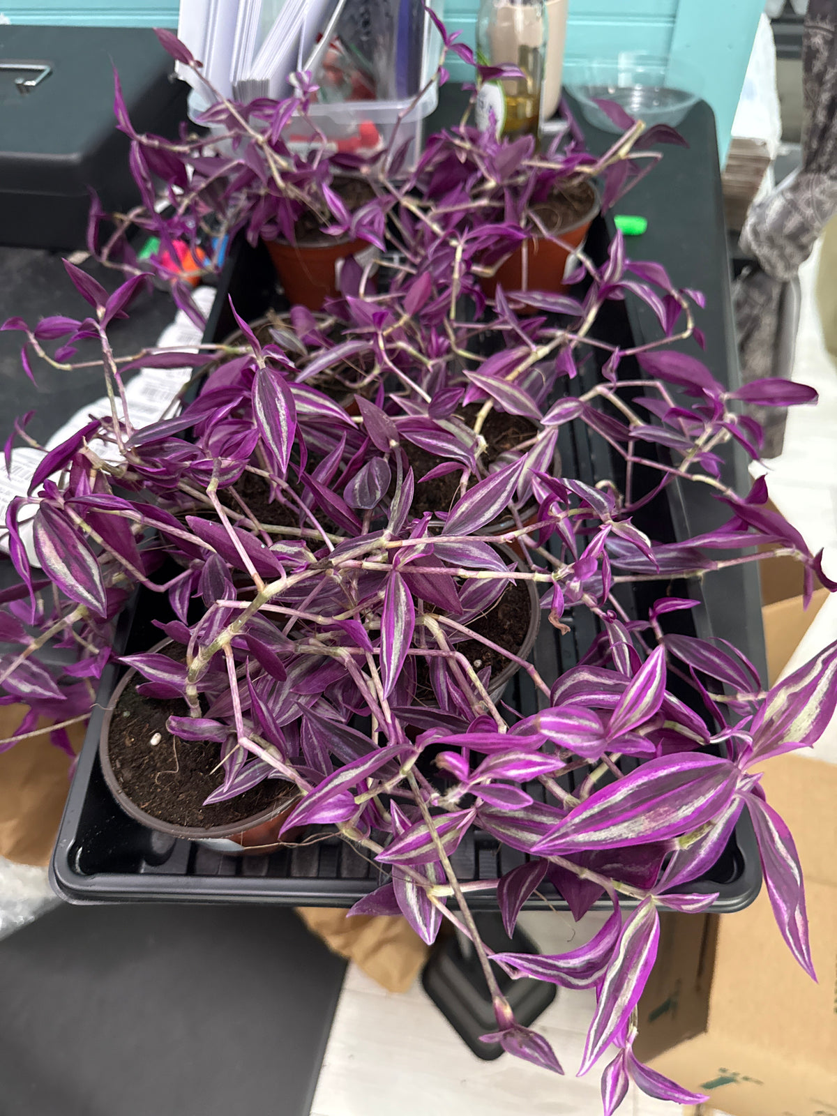 Tradescantia Zebrina “Pink Paradise”