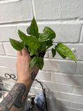Monstera Siltepecana