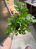 Raphidiphora Tetrasperma - Mini Monstera