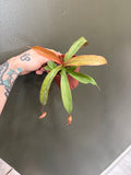 Nepenthes Rebecca