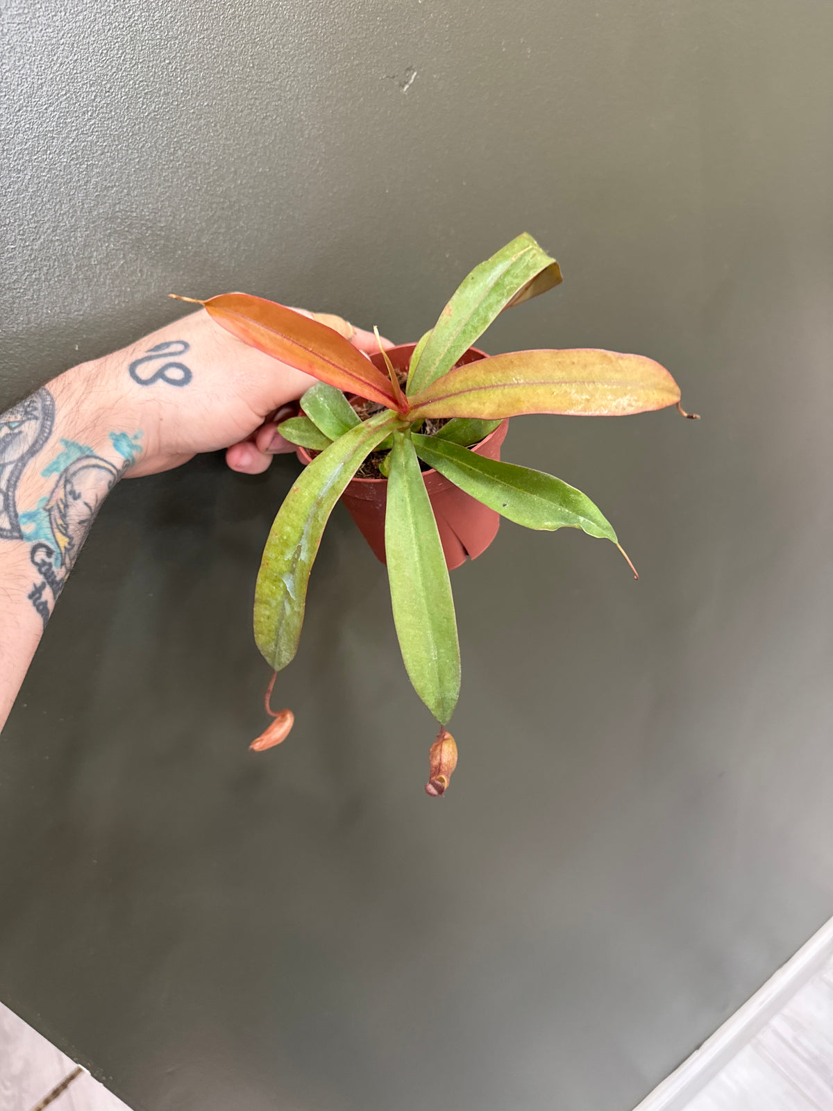 Nepenthes Rebecca