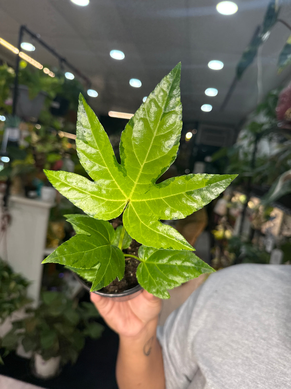 Variegated Fatsia Japonica