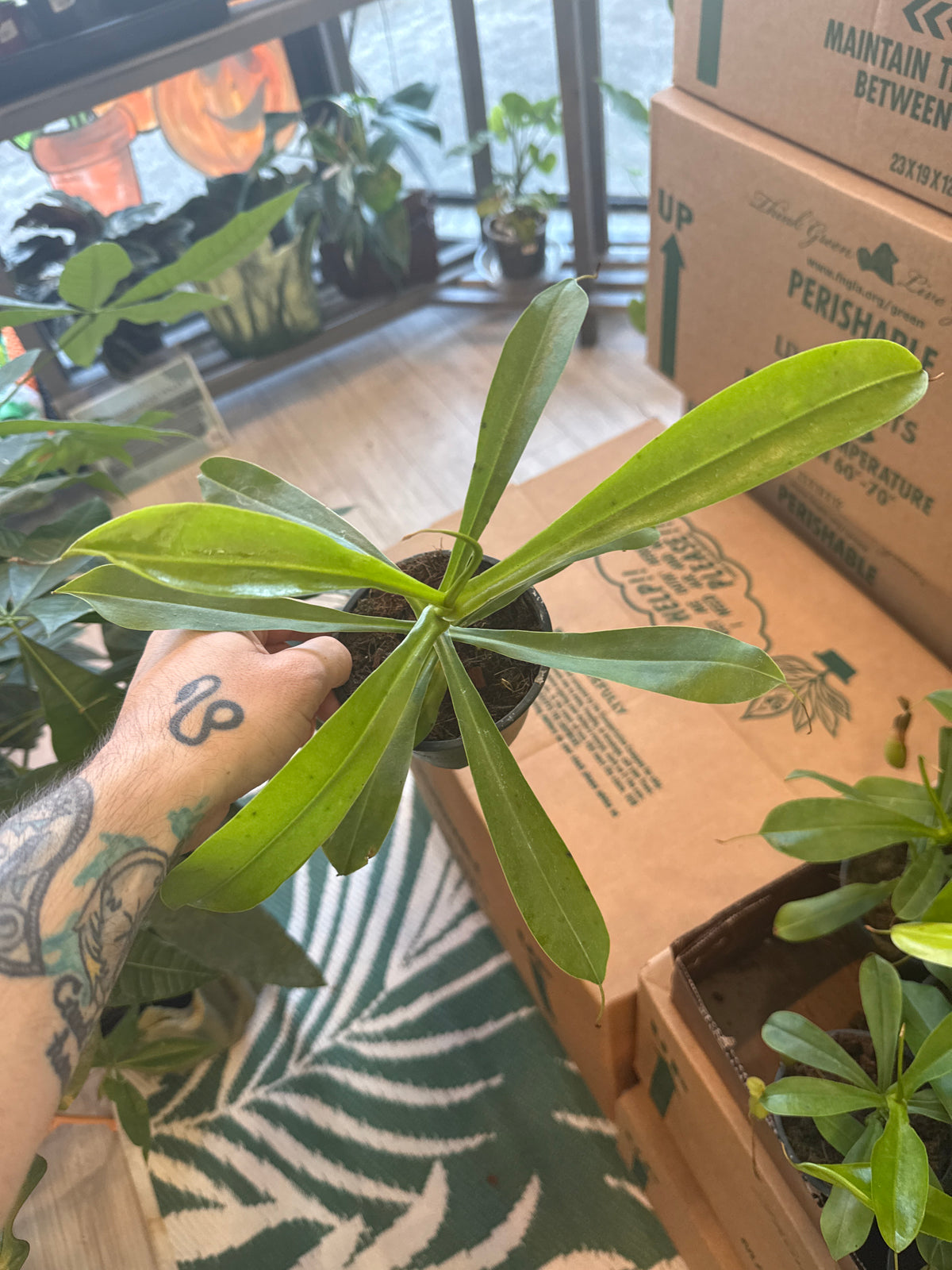 Nepenthes Alata