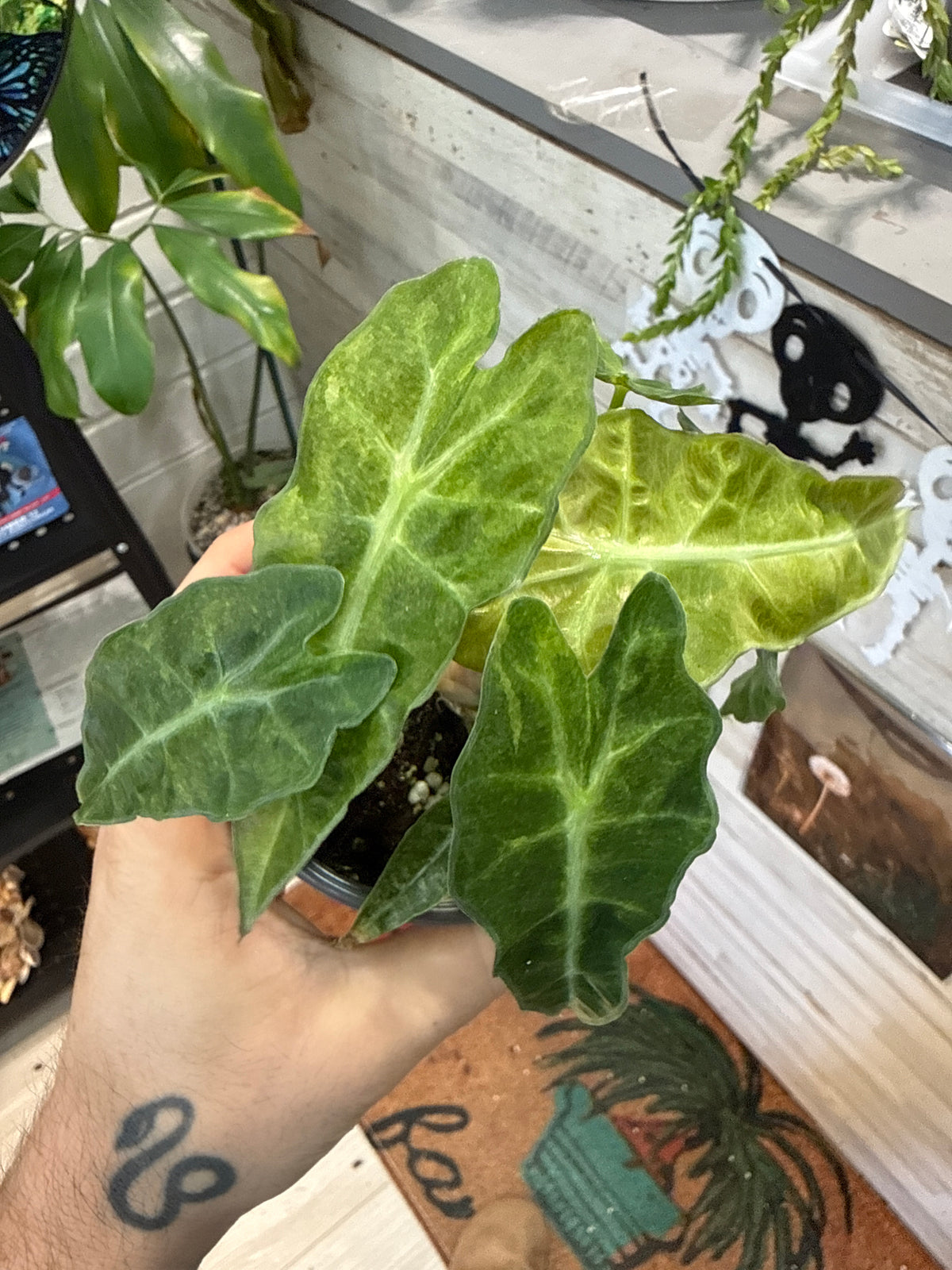 Alocasia Polly Aurea