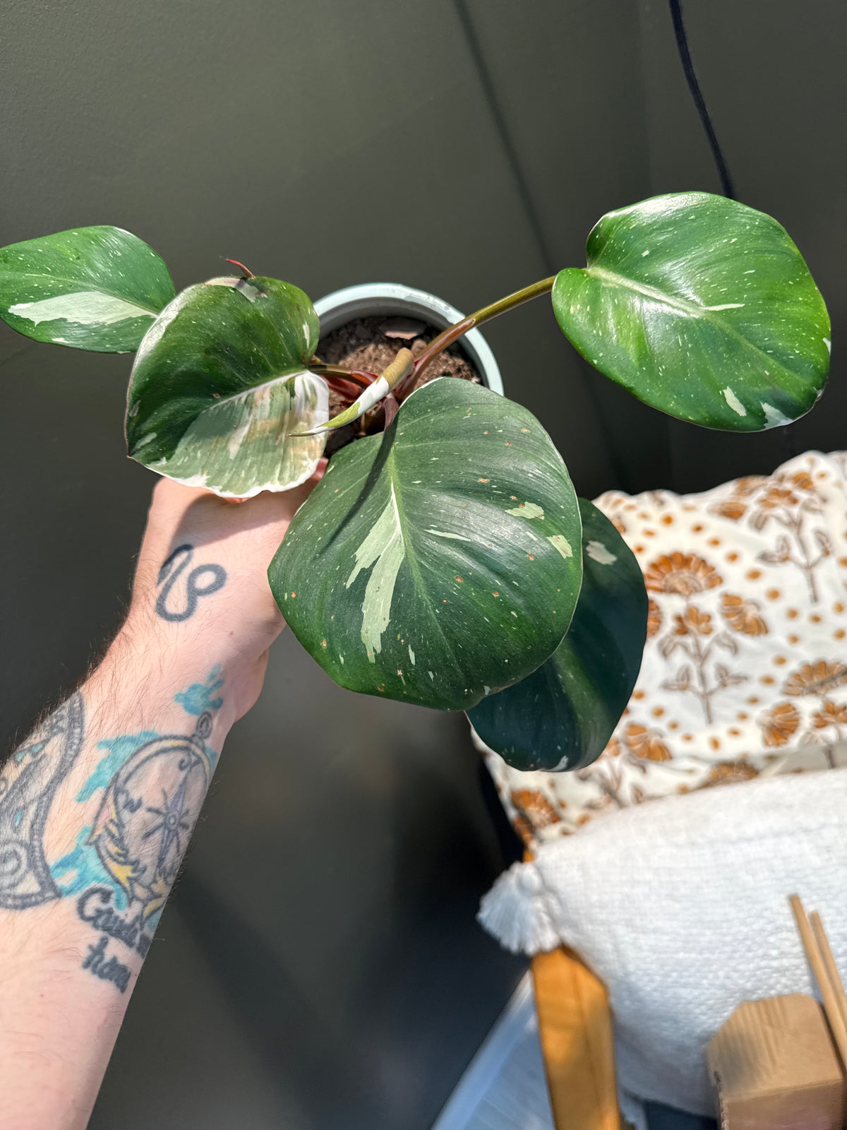 Philodendron White Knight
