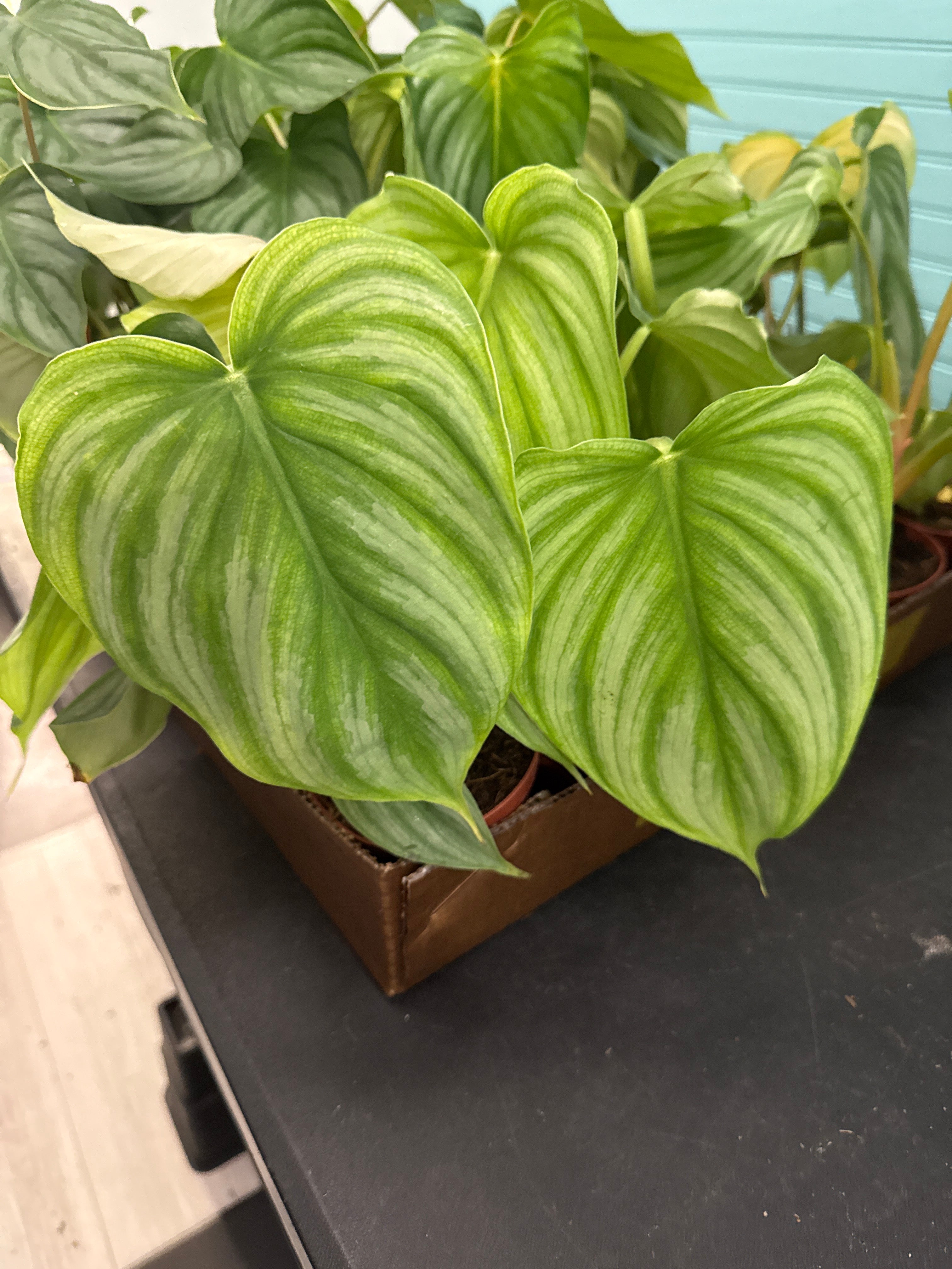 Philodendron Plowmanii