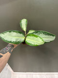 Aglaonema Silver Bay