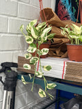 N’Joy Pothos