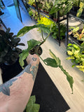 Philodendron Bob Cee x Florida Beauty