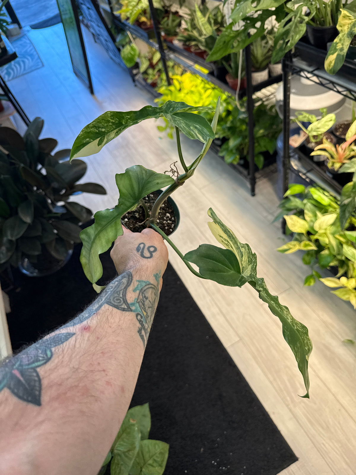 Philodendron Bob Cee x Florida Beauty