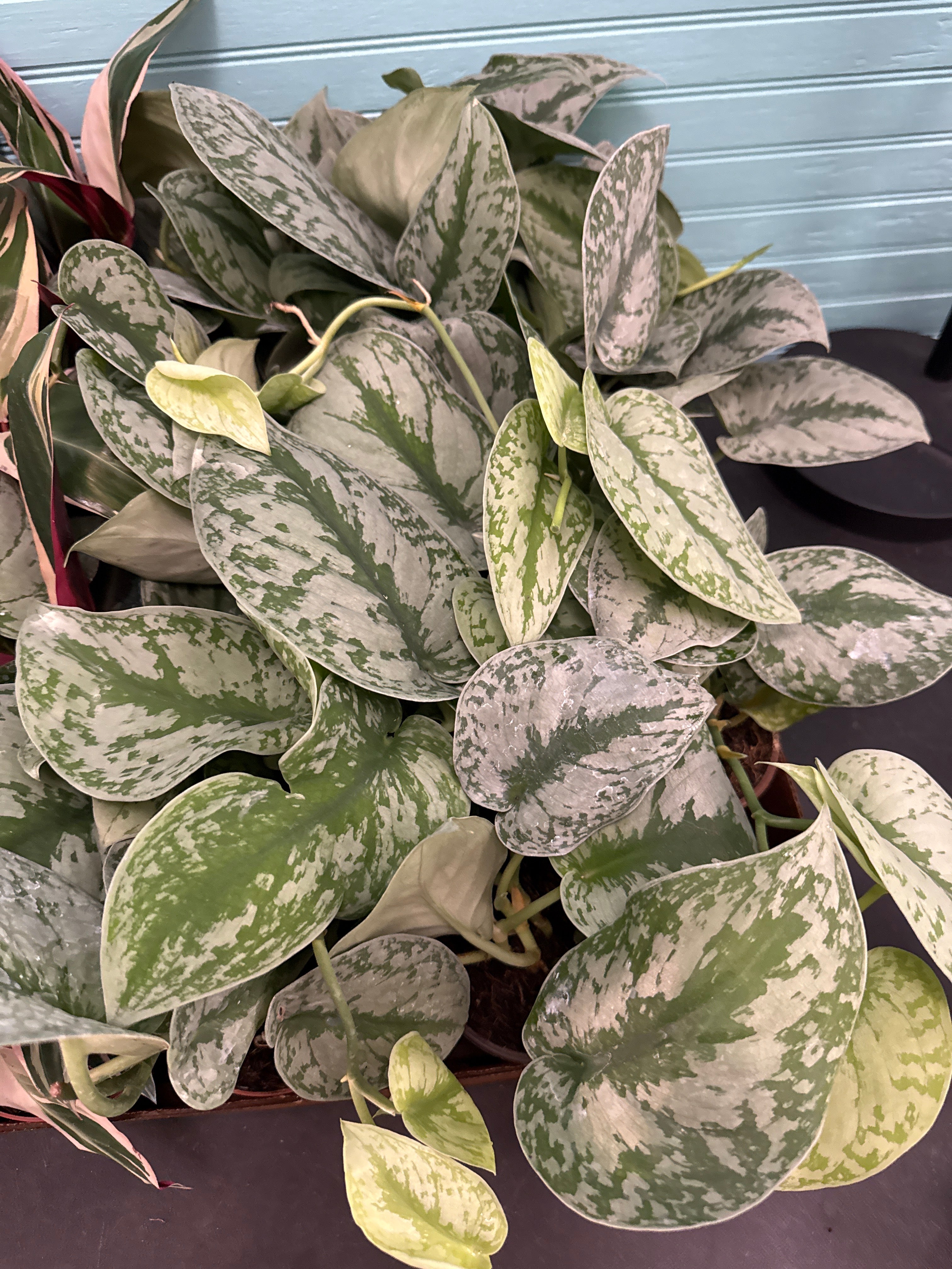 Scindapsus Exotica