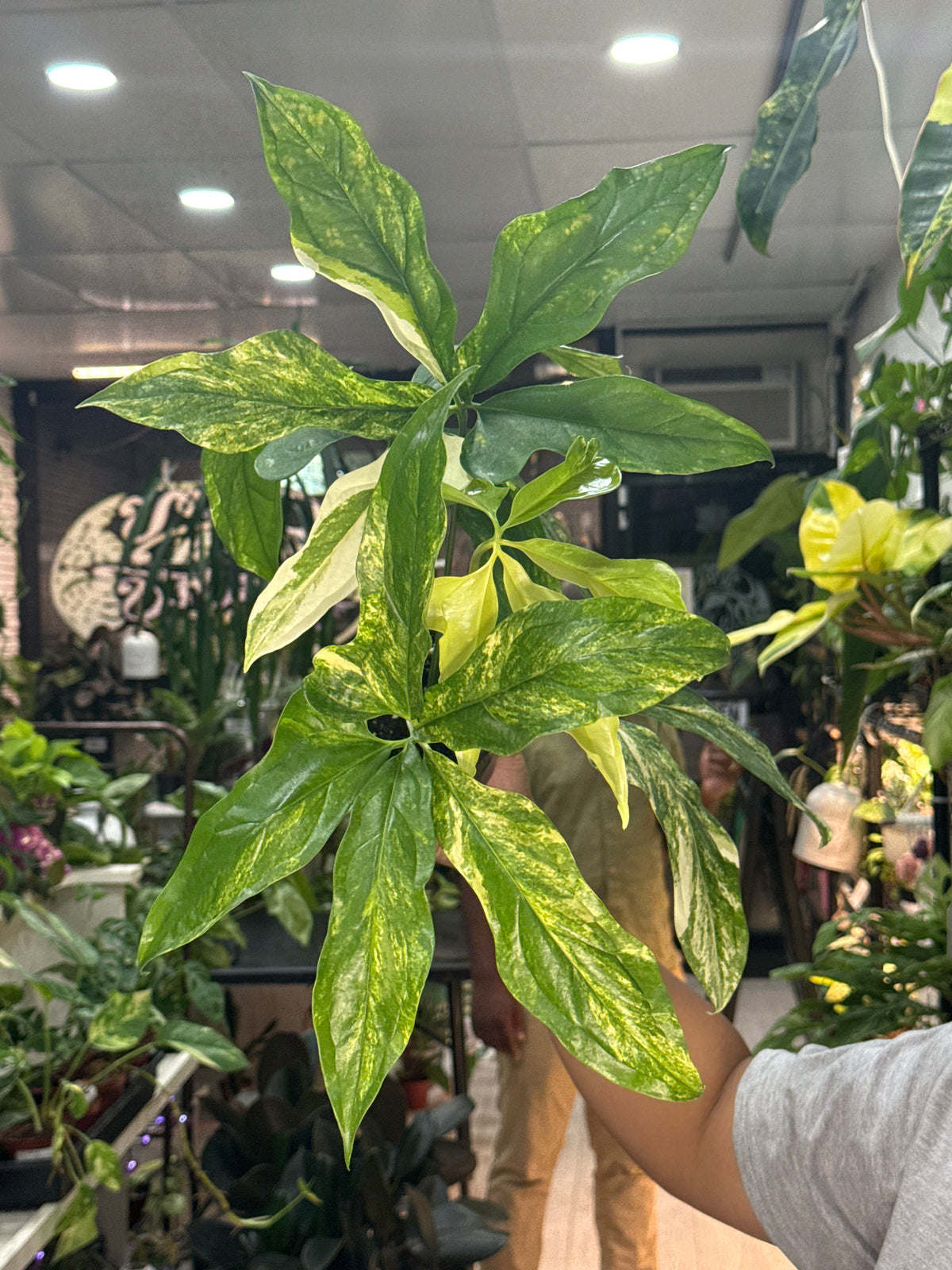 Anthurium Clavigerum