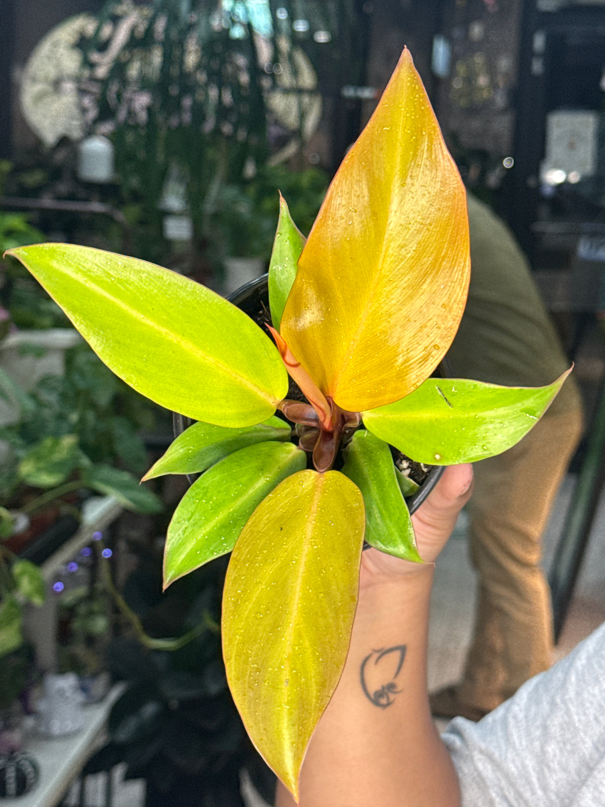 Philodendron McColleys Finale