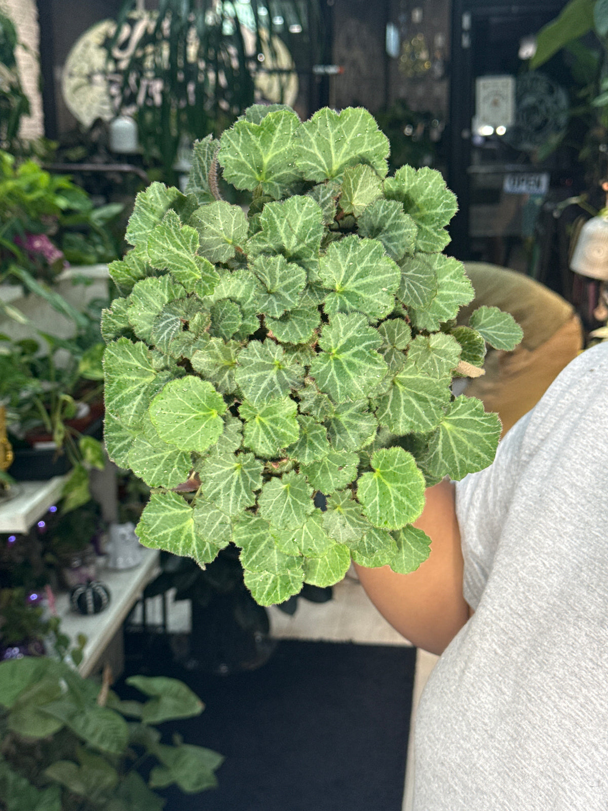 Strawberry Begonia
