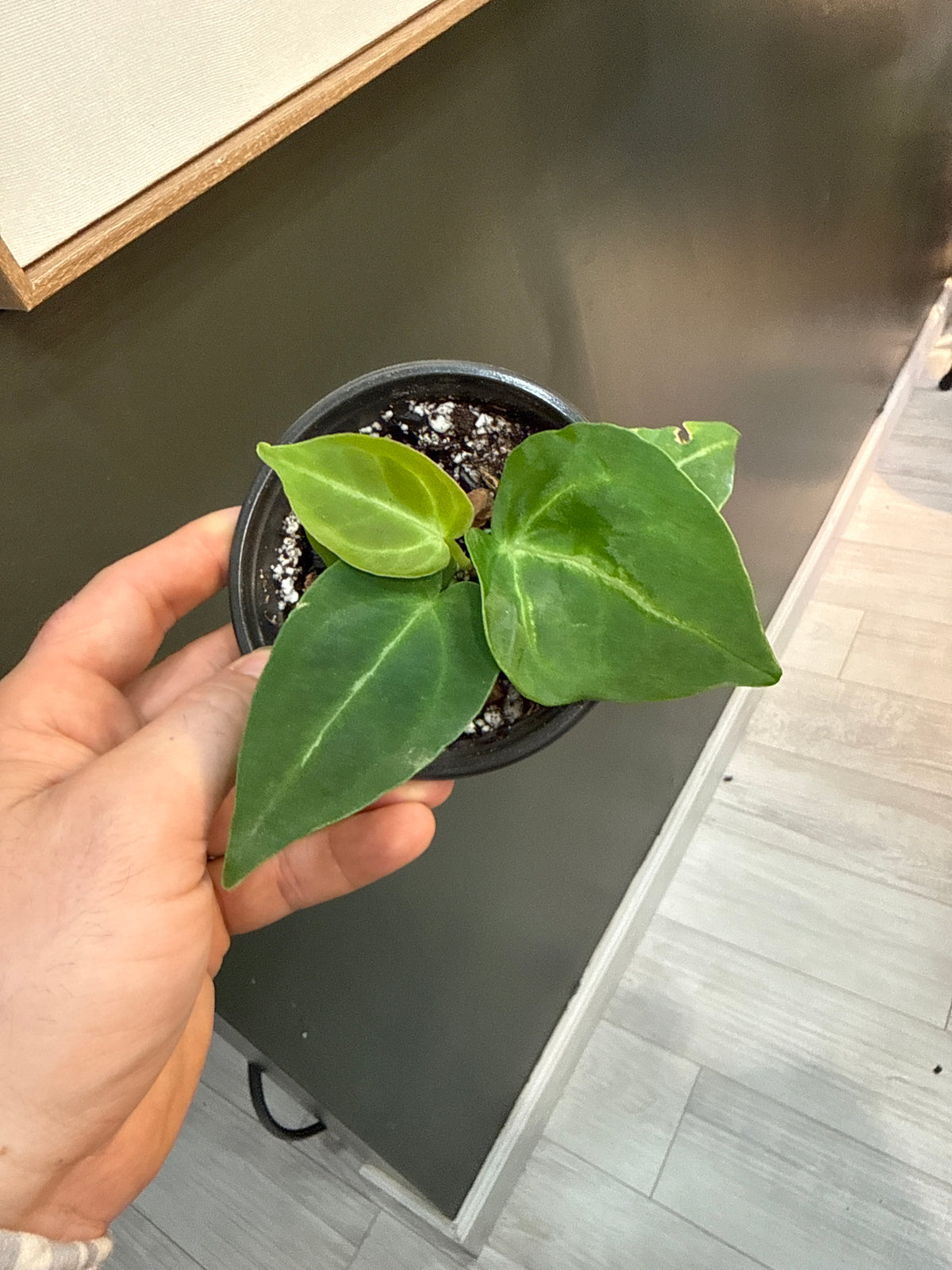 Anthurium Magnificum