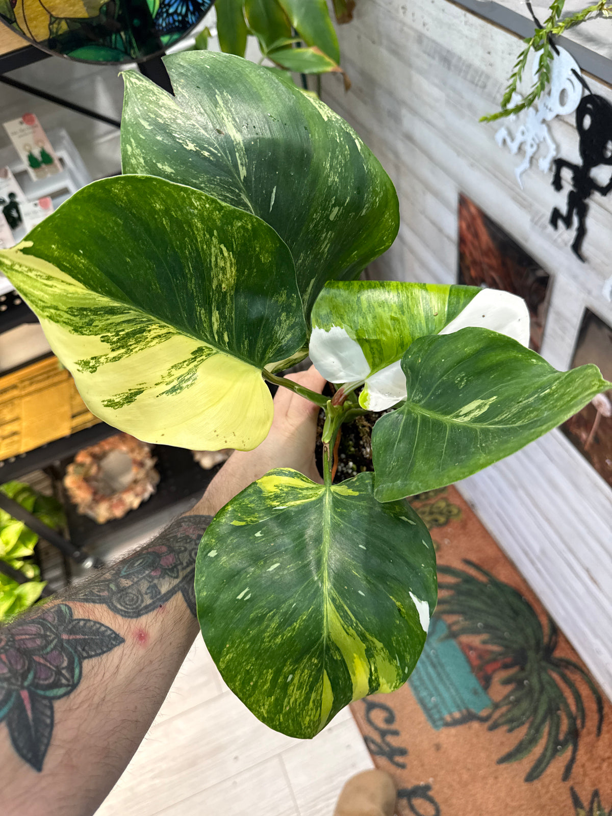 Philodendron White Wizard Aurea
