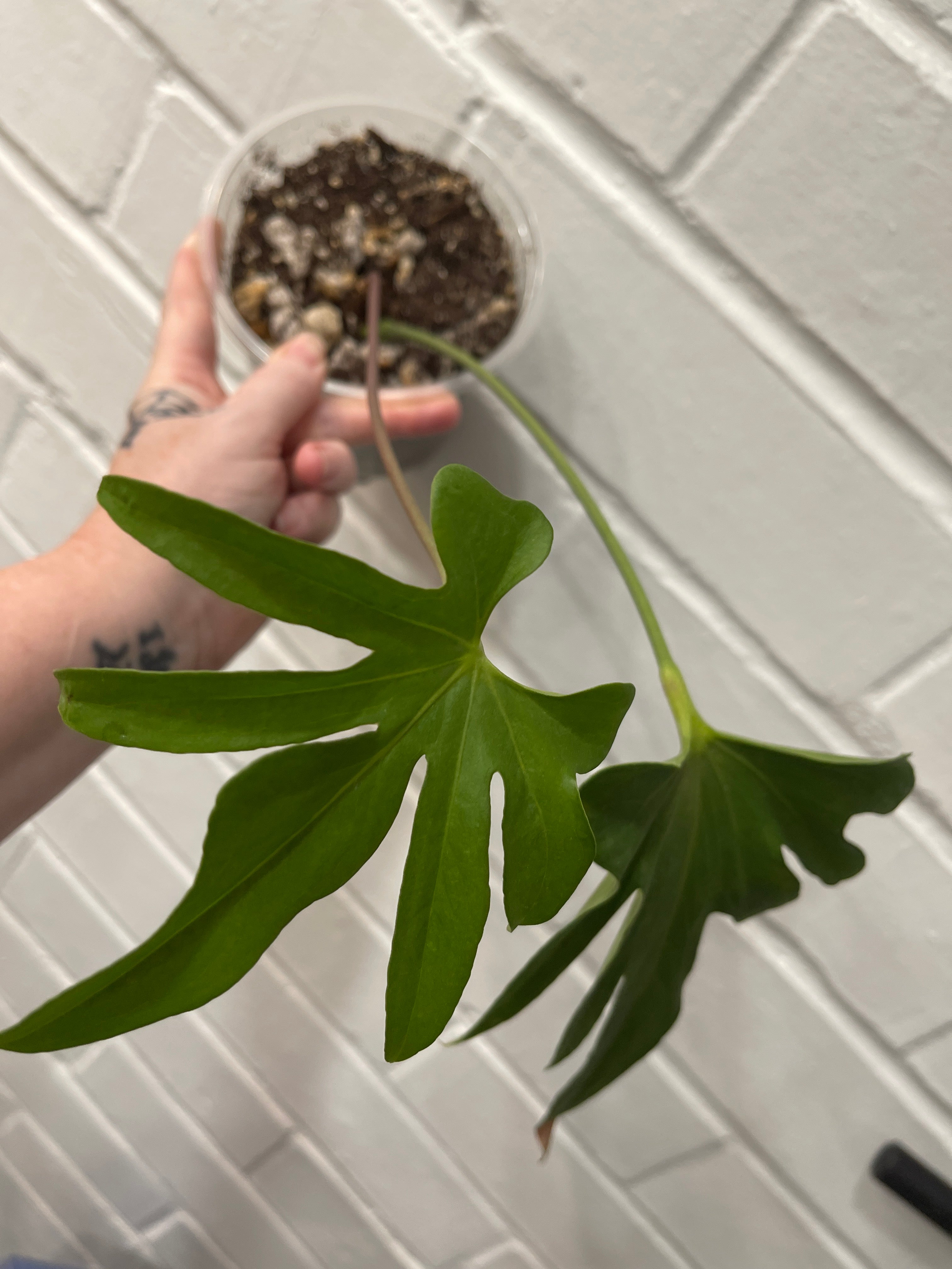 Anthurium Podophyllum