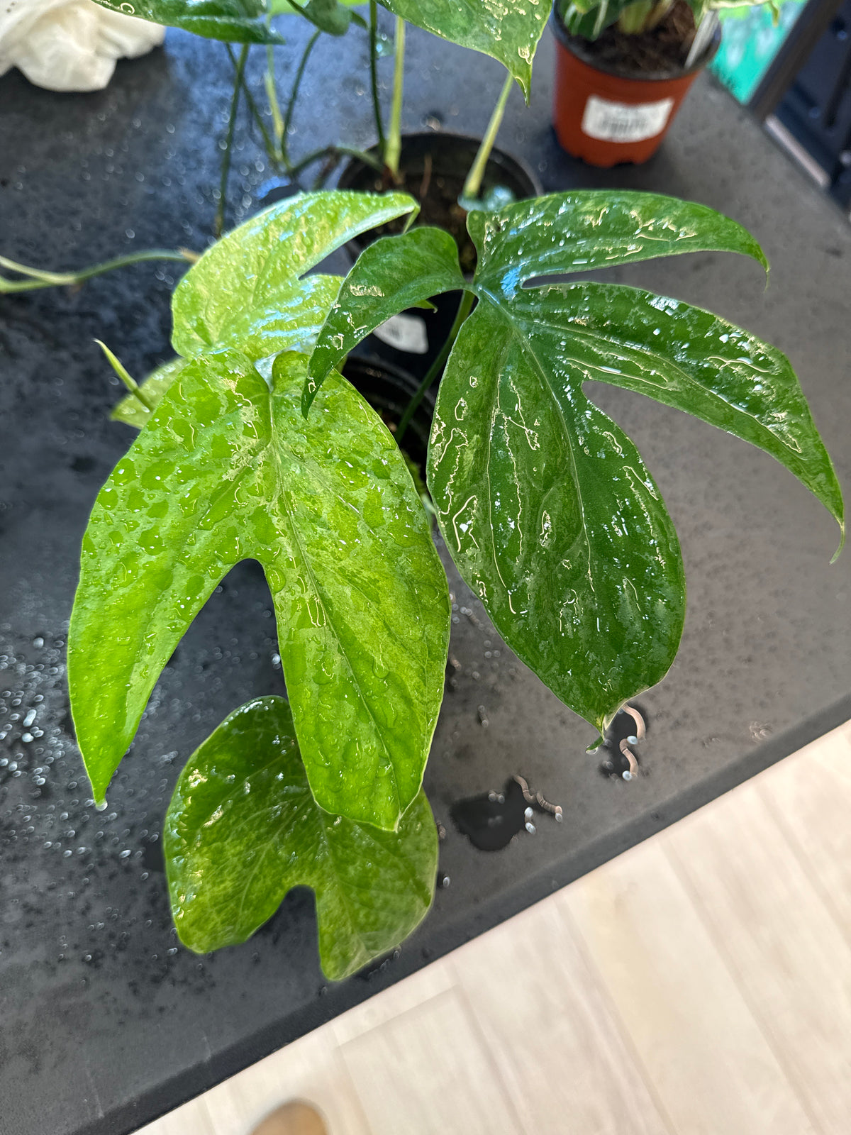 Amydrium Mint