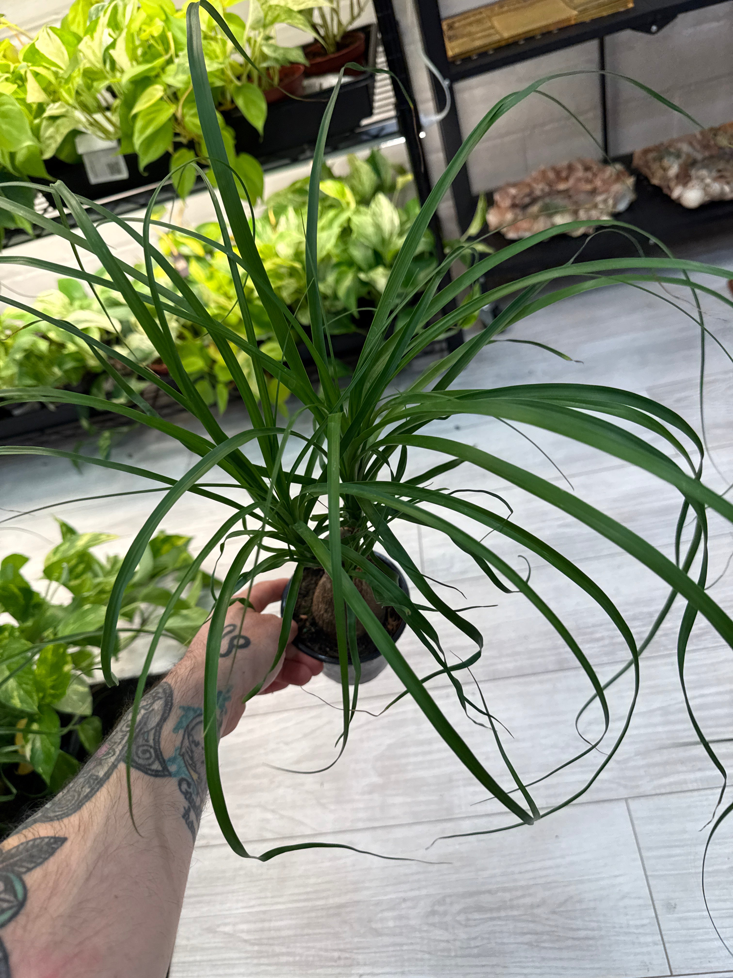 Ponytail Palm