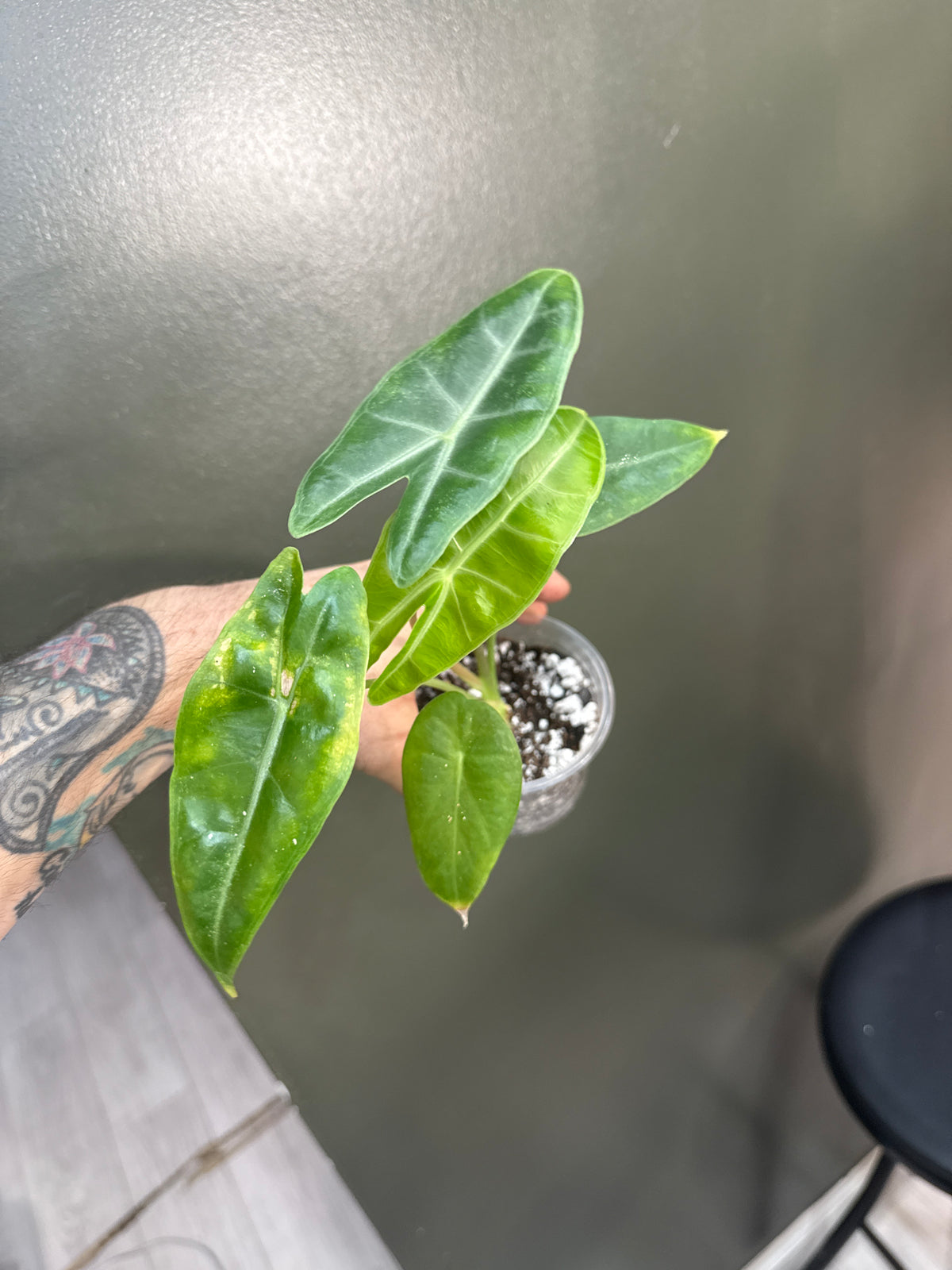 Alocasia Longiloba