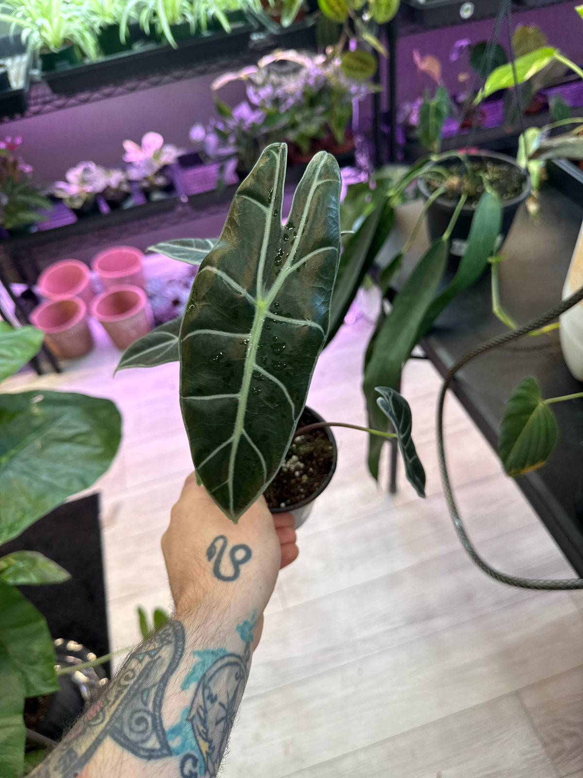Alocasia Longiloba Watsoniana Red Vein