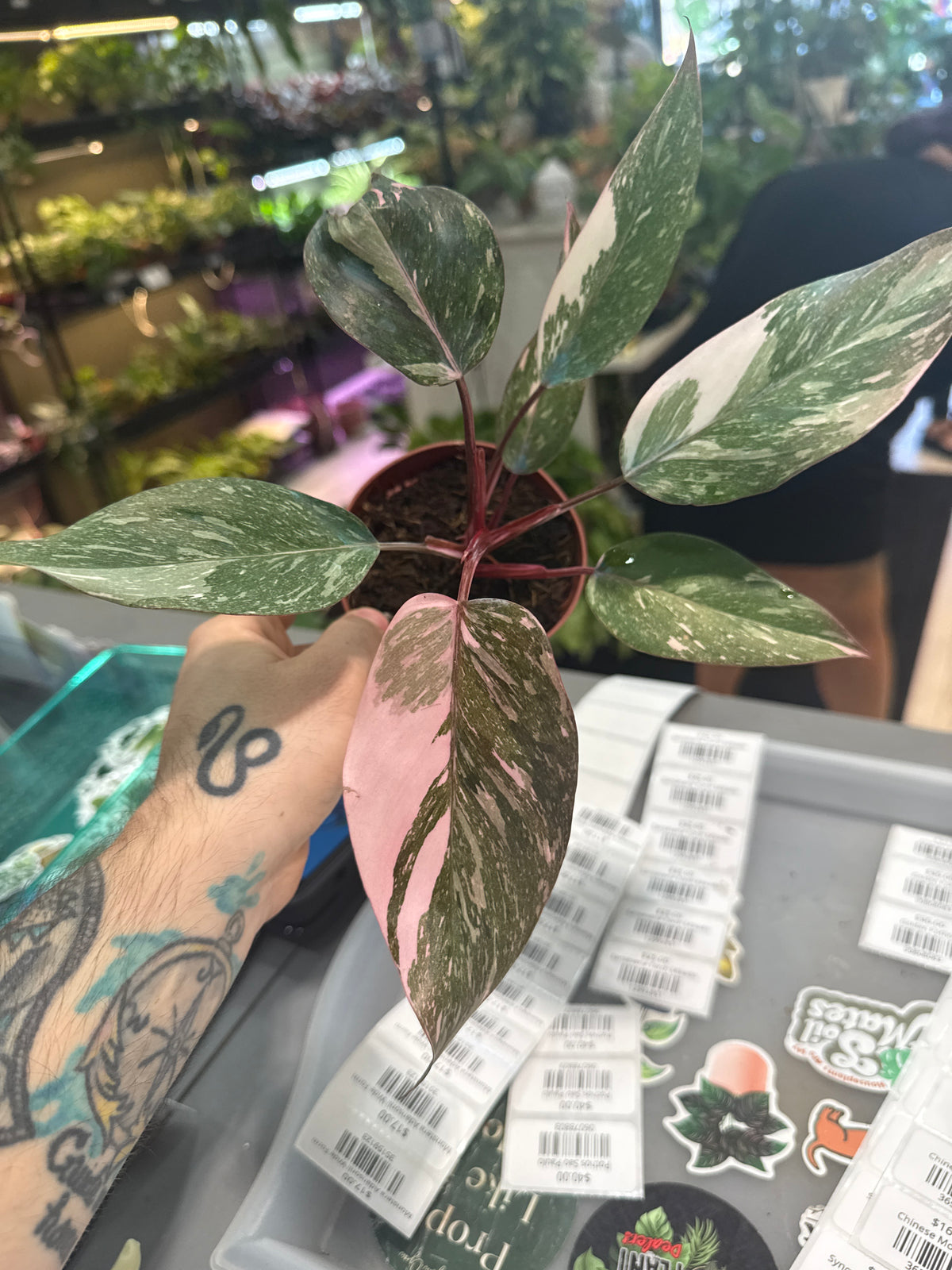 Philodendron Pink Naomi